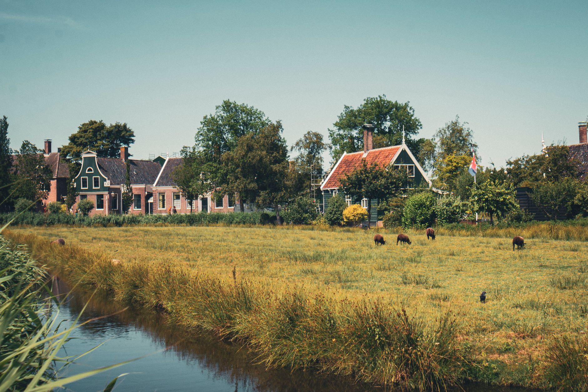 Nederlandse dorpsrand met woningen aan een weiland, illustratief voor woningbouw Roden