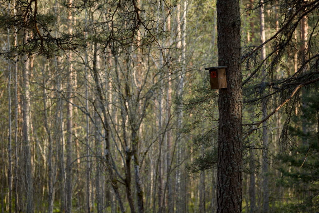 Houten nestkast aan een dennenboom in een bos, illustratief voor natuurinclusieve woningbouw