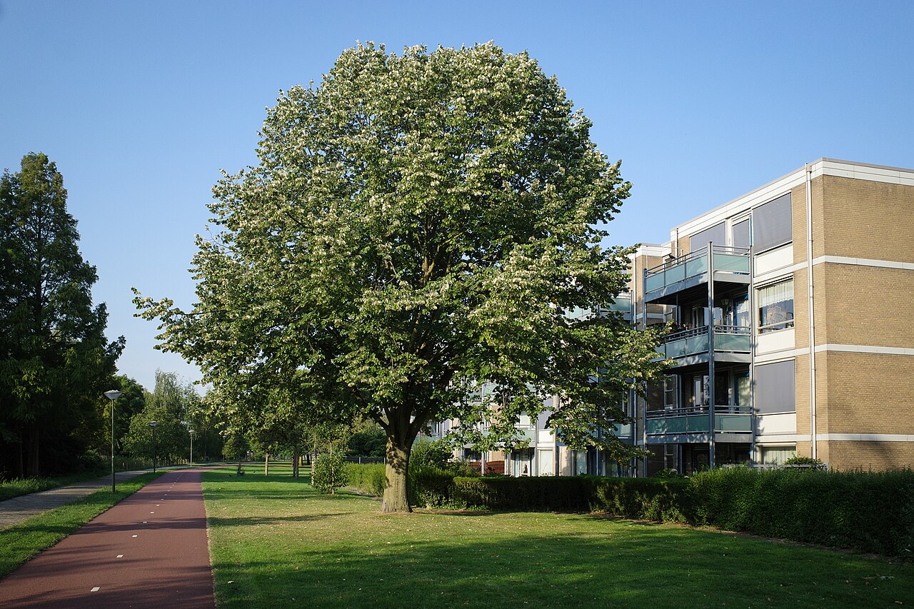 Wijkpark in het Haagse stadsdeel Laak met een grote boom, een fietspad en een flatgebouw